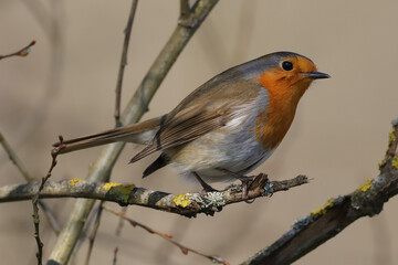 Rougegorge familier (Erithacus rubecula)