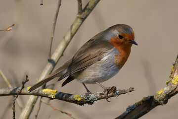 Rougegorge familier (Erithacus rubecula)