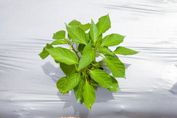 Chili plants in the field