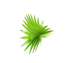 green leaf of palm tree isolated on white background
