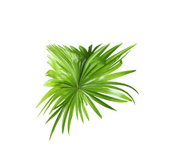 Naklejka na ściany i meble green leaf of palm tree isolated on white background