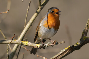 Rougegorge familier (Erithacus rubecula)