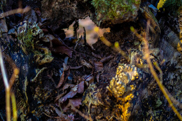Moss on tree trunk