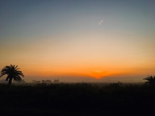 Fototapeta na wymiar tree sunset