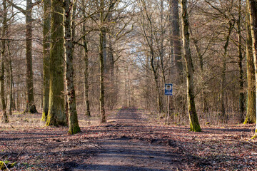 The long forest path
