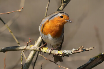 Rougegorge familier (Erithacus rubecula)