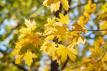 Yellow beautiful maple leaves on an autumn sunny day. Autumn leaves in the forest against the blue sky. Colorful natural background