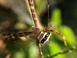 spider on a web
