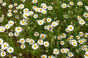 Fototapeta premium Many bright white chamomiles on garden flower bed.