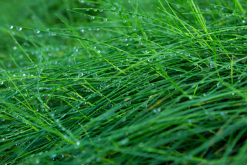 Grass. Fresh green spring grass with dew drops. Soft Focus. Abstract nature background. Natural background of green leaves.