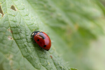 coccinelle