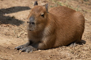 Close up Capybara