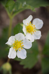 fraisier fleurs