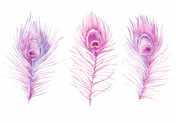 Beautiful set with watercolor hand drawn pink peacock feathers. Stock illustration.