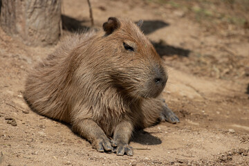 Close up Capybara
