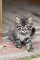 Obraz premium chaton poils longs