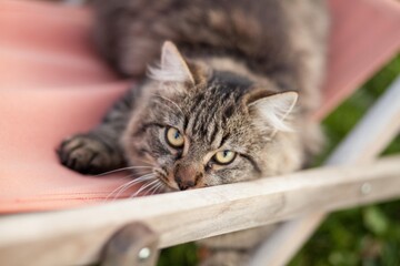 chat poils longs 
