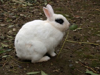 lapin