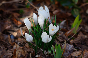 Beautiful white crocuses outdoors in the forest or park. Natural light, selective focus.