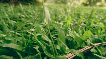 grass in the morning