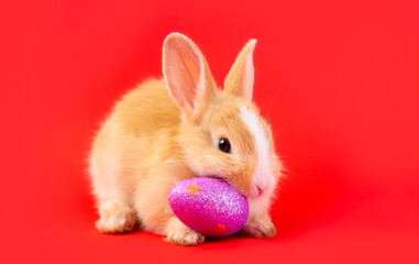 Easter bunny and eggs concept.