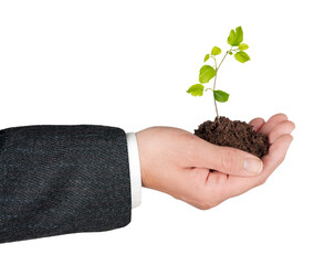 Close up of Sapling in hand