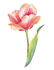 Single tulip. Watercolor illustration. Hand-painted