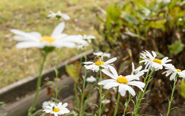 daisies in a field