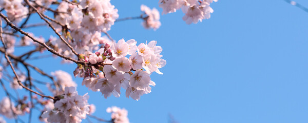 Close up of blooming cherry blossom flowers against blue sky with copy space　青空と桜の花...