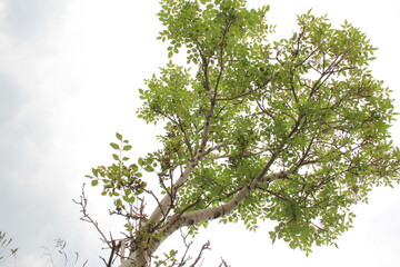 branches of a tree