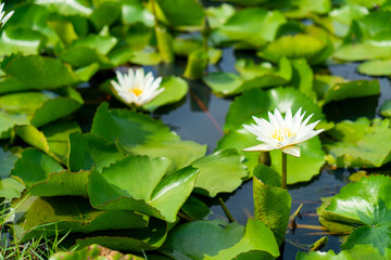 white lotus flower in lotus pond