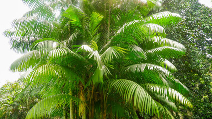 Fototapeta premium fern leaves in the wind