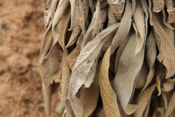 tobacco leaves