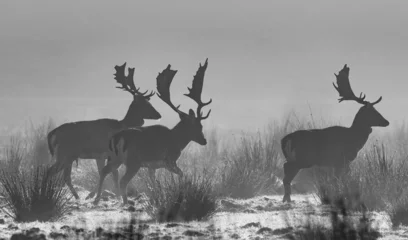 Printed roller blinds Antelope hirsche im nebel