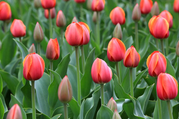 Obraz premium nice tulip flowers in garden