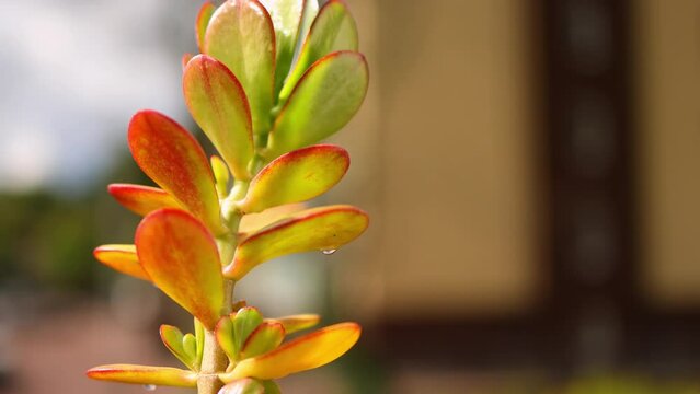 rare colorful succulent cactus plant, jade crassula ovate flower in pot outdoors, lucky money tree plant, houseplant worldwide succulent plant.