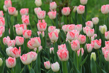 nice tulip flowers in park