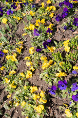 Flowers in a garden in Lucerne in Switzerland