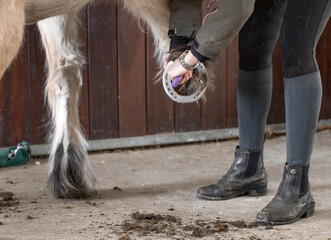 Cleaning the hoof of a horse. At the Riding school. Horseriding. Horse. Horseshoe.