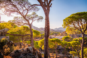 tree in the mountains