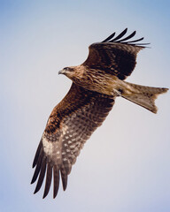 Japanese black-eared kite bird in flight