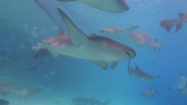 Wildlife underwater scene - Nurse sharks swimming close to the camera
