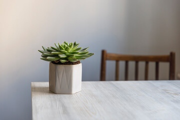 Echeveria in a beautiful ceramic pot on a beige table in the kitchen as an interior decoration. Place for text. Copy space