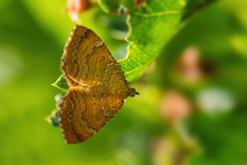 Yellow Shell moth - Camptogramma bilineatum, beautiful colored moth from European meadows and grassladns, White Carpathians, Czech Republic.
