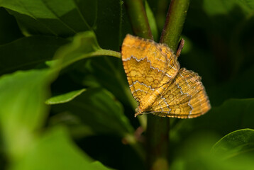 Yellow Shell moth - Camptogramma bilineatum, beautiful colored moth from European meadows and grassladns, White Carpathians, Czech Republic.