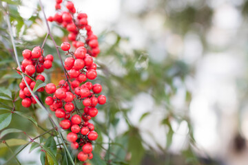 red berries on a branch