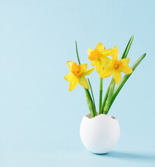 Daffodils spring flowers in a white eggshell. Easter minimal concept on blue background. Happy easter creative greeting card.