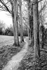 Path between deciduous trees on one of the routes of the Camino de Santiago in Pontevedra, Galicia (Spain)