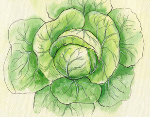 hand drawn watercolor sketch green cabbage