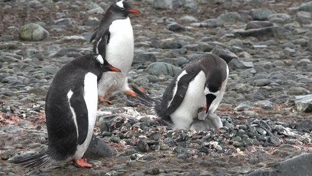 A Family of Penguins on the Shores of the Antarctic Peninsula. Couple Flapping Wings in Close-up. Antarctica Polar Winter Landscape. Behavior Of Wild Animals Adelie Penguins.